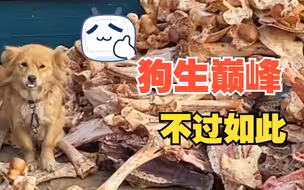 主人将剩下的骨头堆在狗狗旁边 狗：狗生巅峰也不过如此