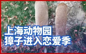 转发脱单！上海动物园獐子进入恋爱季