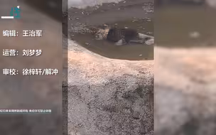 后续！网曝邯郸一动物园狮子泡水池死亡 林业局回应：系正常死亡