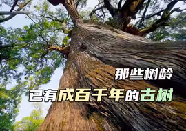 那些树龄已有成百千年的古树