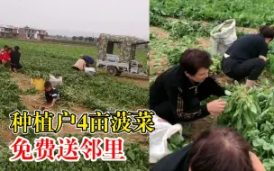 种植户4亩菠菜免费送邻里，村民：收购价太低不够工钱，就送人了
