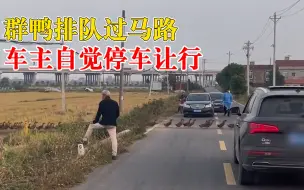 群鸭排队过马路车主自觉让行：画面令人惬意，场面很可爱