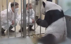 “团团”生病后 两岸专家曾携手救治
