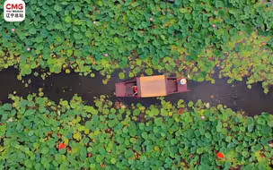 绵绵细雨中的荷花有多美