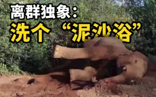 离群独象：悠然自得，享受“泥沙浴”