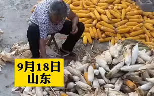 全家人去地里干活，将玉米暂时堆在门口，回家发现邻居奶奶一直在帮忙剥