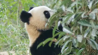 网友：这熊猫的站姿真显瘦！