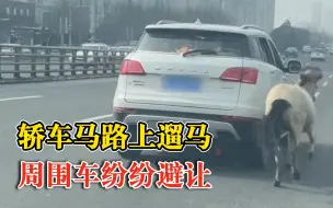 山西太原一轿车马路上遛马，交警：会调查处理