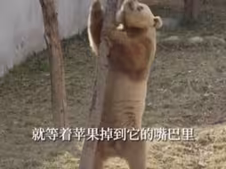 棕色熊猫七仔张着嘴仰着头，等待树上的苹果自己掉到嘴里，逗笑围观游客