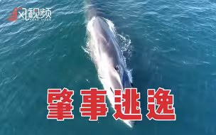 澳大利亚军舰在美国海域撞死濒危鲸鱼 美方介入调查