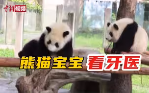 重庆双胞胎大熊猫宝宝看牙医