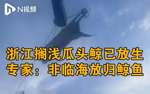 浙江温岭搁浅瓜头鲸已放生，专家判断非临海放归鲸鱼