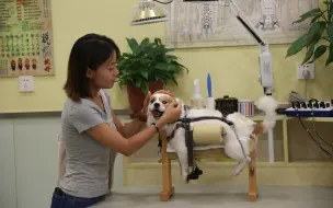 人不如宠物系列之狗狗针灸篇