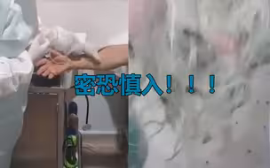 密恐慎入！巴西三名老人遭蜜蜂疯狂叮咬 一人脸上扎满上百根蜂针