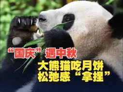 “国庆”遇中秋：大熊猫吃月饼松弛感“拿捏”