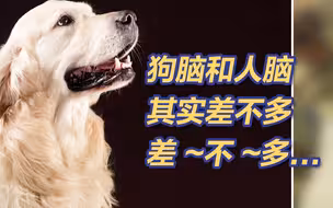 狗与人类基因相似度高达75% 狗脑子和人脑子也差不多...