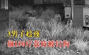 3男子趁夜偷150斤荔枝被行拘：小偷“满载而归”时摔倒在地