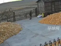 黑龙江林草局发布人虎冲突防范公告：弯腰劳作时脑后可带个假面具