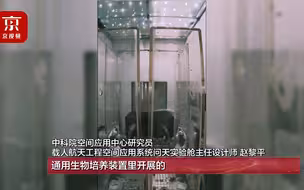 问天实验舱内的水稻已长至30厘米