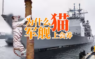 为什么军舰上会养猫？咱们国家有吗？