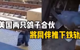 来自地狱的鸽子 两只鸽子将同伴推下铁轨