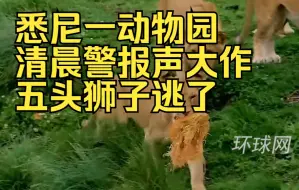 悉尼一动物园清晨警报声大作：五头狮子逃了！