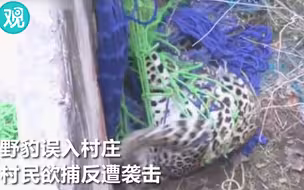 野豹误入印度村庄被数百人围观 然后……