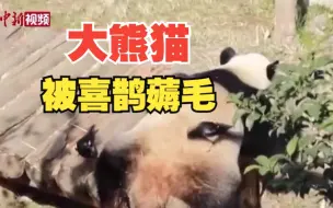 大熊猫晒太阳被喜鹊“薅熊毛”