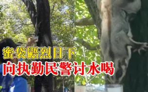 蜜袋鼯烈日下向执勤民警讨水喝，趴树上大口喝水超满足