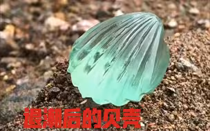美丽的贝壳