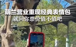 萌兰营业重现经典表情包！就问你票价值不值吧