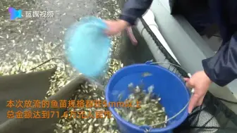 恢复生态平衡！1023万尾大黄鱼被放流东海