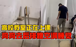 狗狗去高校教室后排蹭空调睡觉，学生：被老师发现后叫醒了