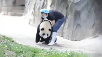敦敦实实！连体重都在抗拒回家的大熊猫