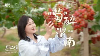 别问了，这不是法国南部！这里是陕西渭南葡萄园！