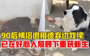 情侣退租被遗弃边牧已重获新生，好心人：它特别爱吃，养得很胖