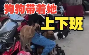 女子一辆小电瓶载着4条狗狗，同事：是表演犬，平时她带着上下班