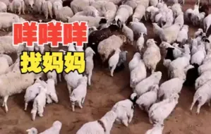 羊圈门一开小羊们挤着找妈妈，像极了幼儿园放学的样子