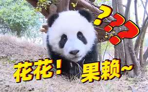 谭爷爷：“带了这么多熊猫花花性格最好”😊