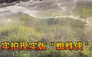 实属罕见！实拍现实版“蜘蛛侠”，看完还有人想当英雄吗？