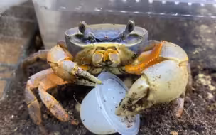 专业假吃
