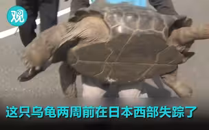 离开动物园只跑了140米 失踪乌龟被找回