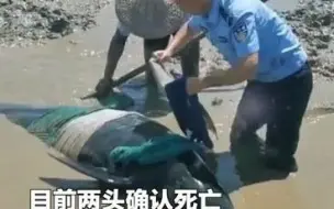 多部门全力救援搁浅鲸豚