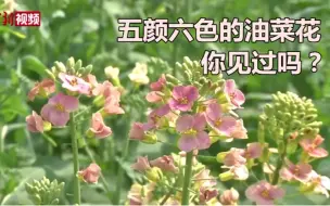 38色油菜花！原来油菜花可以有这么多可能性