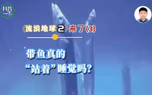带鱼为何站着睡觉？
