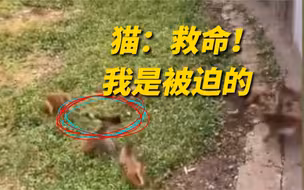公园回应猫遭猴群围攻：总有人故意把猫扔进猴山拍视频