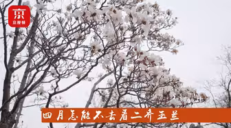 京城独一处，潭柘寺400多年树龄的“二乔玉兰”正盛放迎游人！