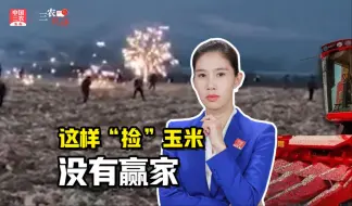 三农锐评丨这样“捡”玉米，没有赢家