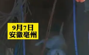 导盲犬用身体挡住盲人夫妻，自己掉入井中，被救出后第一时间飞扑到主人身边