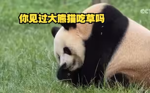 罕见！大熊猫组团吃草